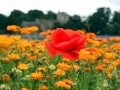 Sheldwich Church poppy